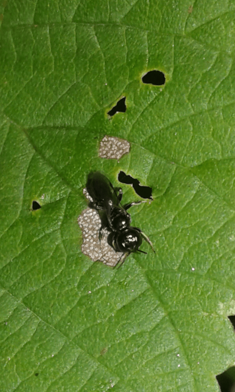 Crabronidae : Crossocerus sp.?  S